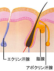 kansen.jpg